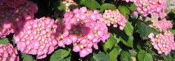 Les fleurs de la maison d'hôtes Les Hortensias