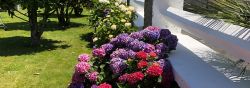 fleurs-exterieur-maison-hotes-hortensias-espoey.jpg